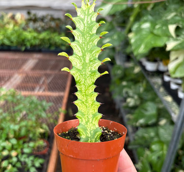 Euphorbia 'Mint Cream'