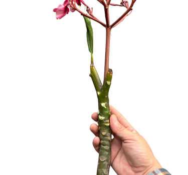 Plumeria Mex Pink Single