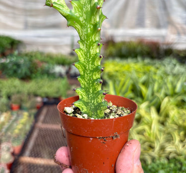 Euphorbia 'Mint Cream'