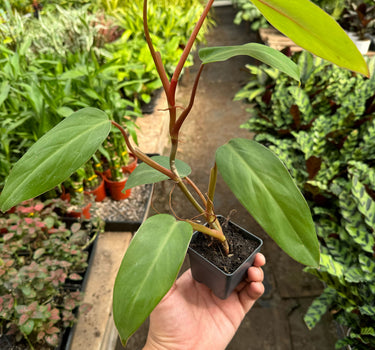 Philodendron Red Emerald