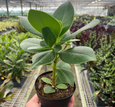 Clusia 'Princess' (Autograph Plant)