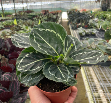 Calathea 'Green Goddess'