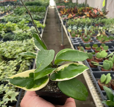 Hoya Carnosa 'Tricolor'