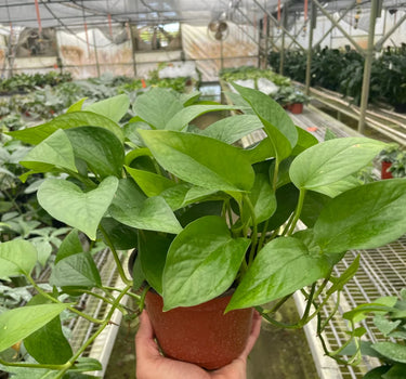 Pothos 'Green Queen'