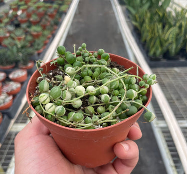 Succulent 'String of Pearls' Variegated