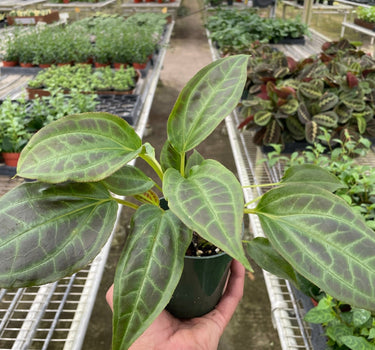 Monolena 'Primuliflora'