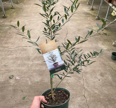 Common Olive Tree (Olea europaea)