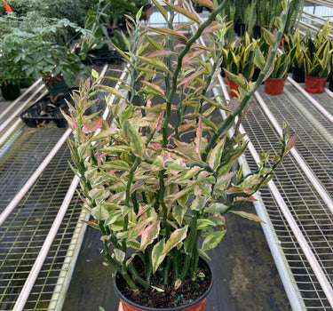 Variegated Devil's Backbone Euphorbia
