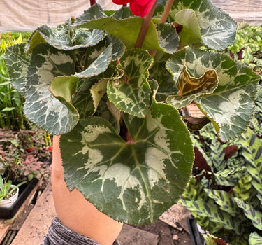 Cyclamen 'Red'