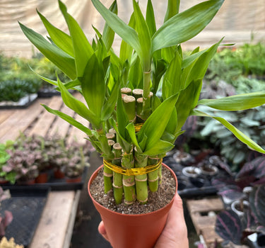 Dracaena 'Lucky Bamboo Pyramid'