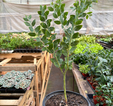 Acacia 'Podalyriifolia' Tree