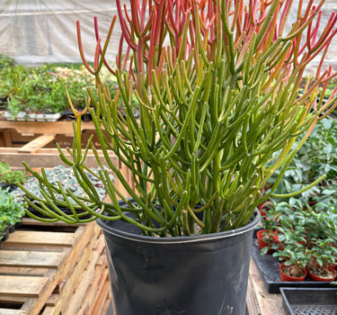 Succulent Euphorbia 'Fire Sticks'