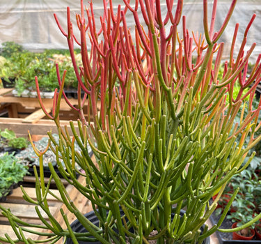 Succulent Euphorbia 'Fire Sticks'