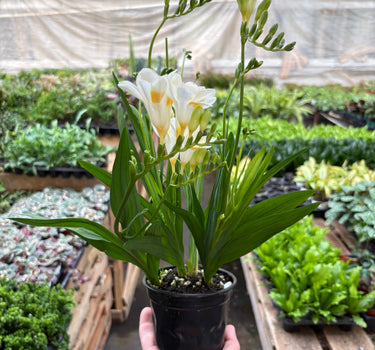 Freesia 'White'