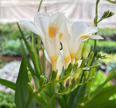 Freesia 'White'