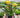 Freesia 'Yellow'