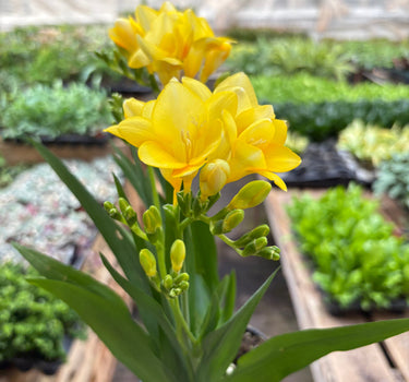 Freesia 'Yellow'
