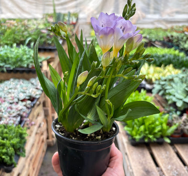 Freesia 'Purple'