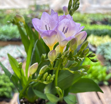 Freesia 'Purple'