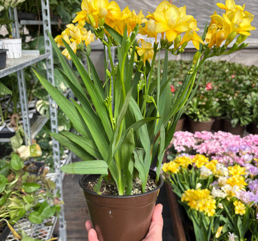 Freesia 'Yellow'