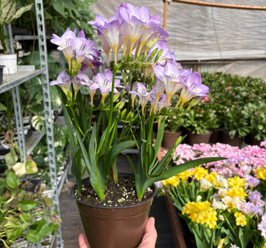 Freesia 'Purple'