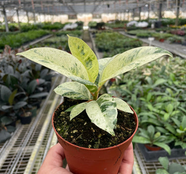 Ficus 'shivereana' (Moonshine)