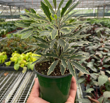 Aralia 'Bianca'