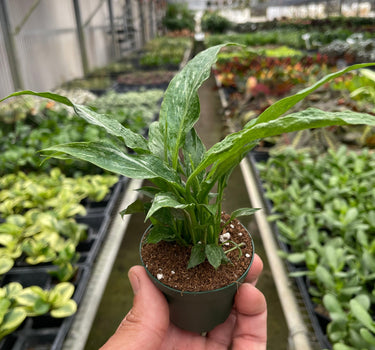 Variegated Spathiphyllum 'Domino'