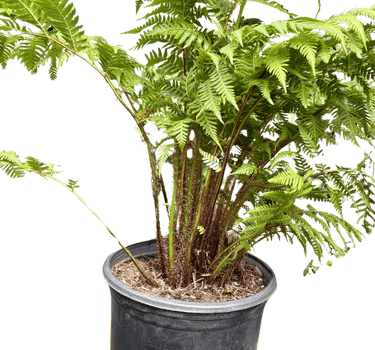 Australian Tree Fern