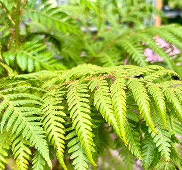 Australian Tree Fern