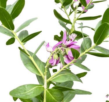 Polygala 'Grandiflora'
