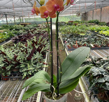 Orchid 'Orange Phalaenopsis'