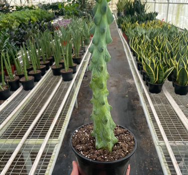 Boobie Cactus