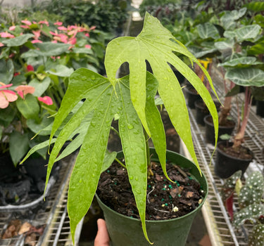 Anthurium Fingers