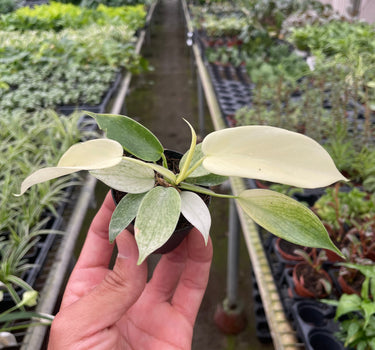 Philodendron 'Florida Ghost'