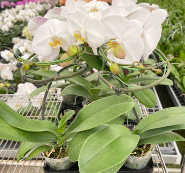 Orchid 'White Phalaenopsis'