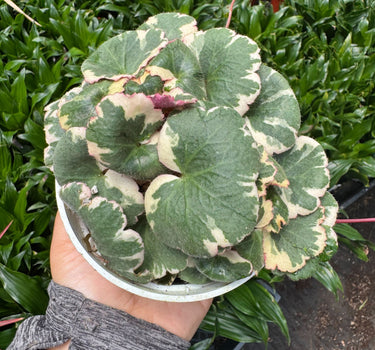 Saxifraga Tricolor