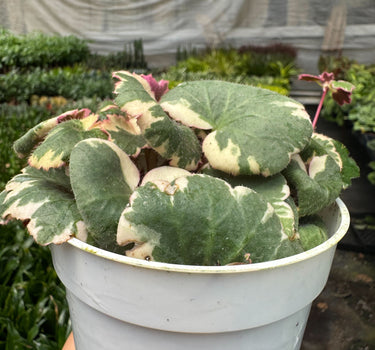 Saxifraga Tricolor