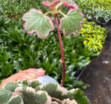 Saxifraga Tricolor