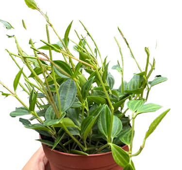 Peperomia 'Angulata'