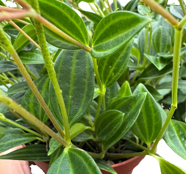 Peperomia 'Angulata'
