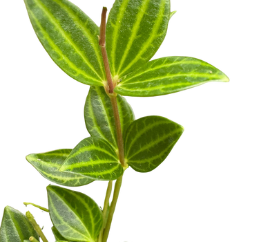 Peperomia 'Angulata'