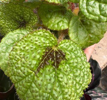 Begonia 'Iron Cross'