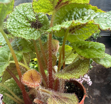 Begonia 'Iron Cross'