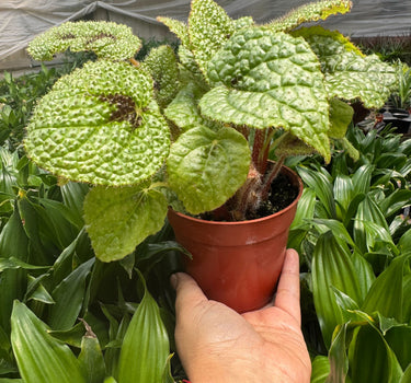 Begonia 'Iron Cross'
