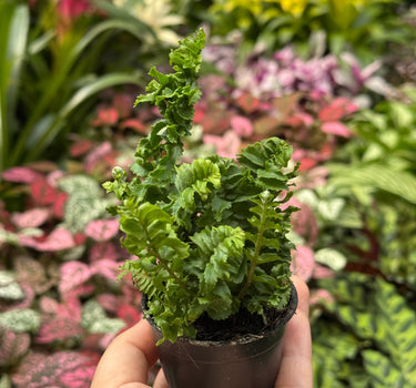 Fern 'Emina'