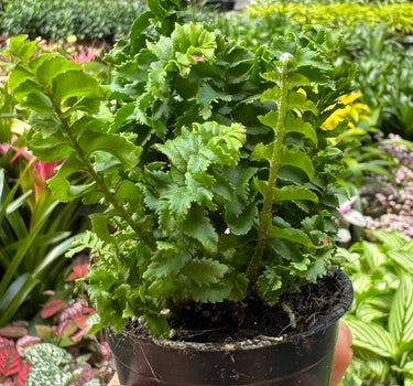 Fern 'Emina'
