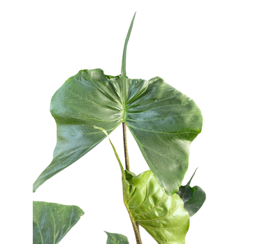 Alocasia macrorrhizos 'Stingray'