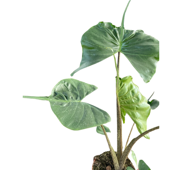 Alocasia macrorrhizos 'Stingray'