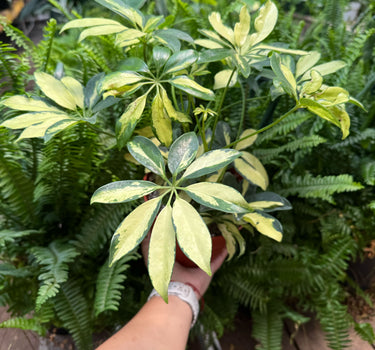 Schefflera Trinette